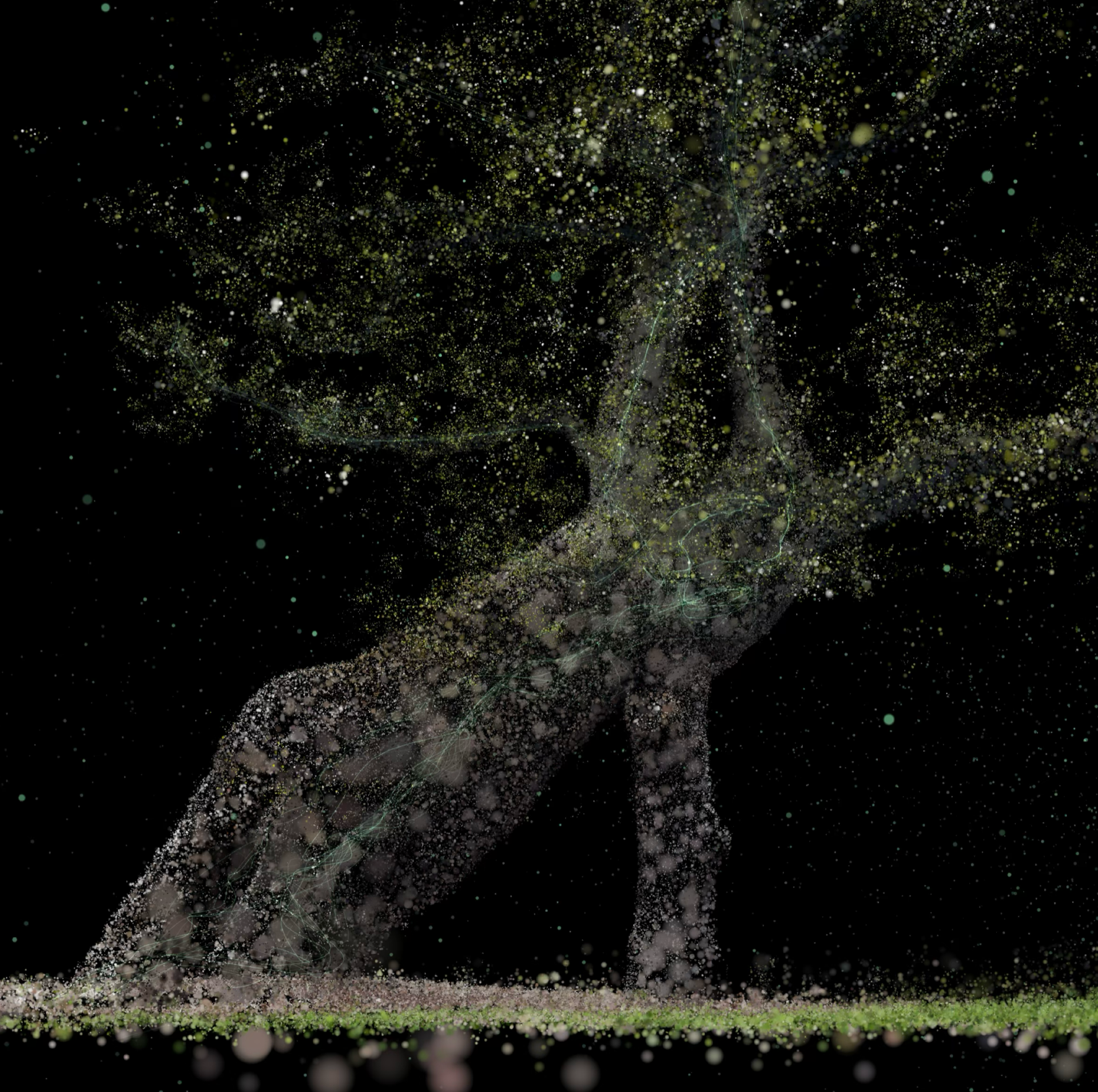 Oak Tree